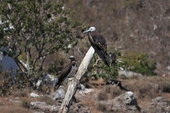 Sula leucogaster brewsteri