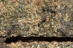 Iridomyrmex mayri