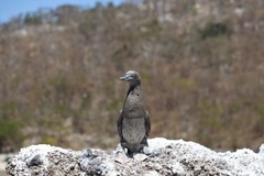 Sula leucogaster brewsteri