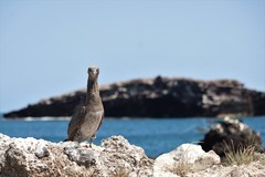 Sula leucogaster brewsteri