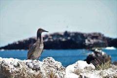 Sula leucogaster brewsteri