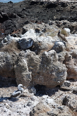 Sula leucogaster brewsteri