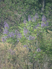 Jacaranda acutifolia