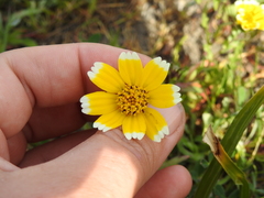 Layia chrysanthemoides