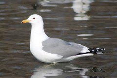 Larus californicus