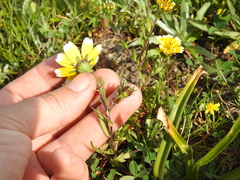 Layia chrysanthemoides