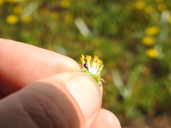 Layia chrysanthemoides