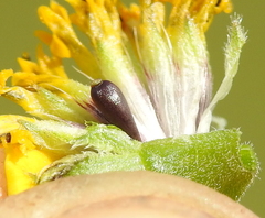 Layia chrysanthemoides