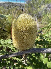 Banksia speciosa