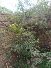 Lysiloma divaricatum