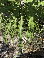 Banksia speciosa