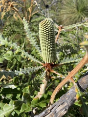 Banksia speciosa