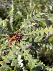 Banksia speciosa