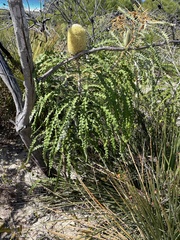 Banksia speciosa