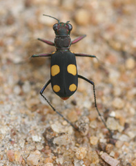 Cicindela bicolor