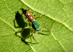 Cosmophasis valerieae