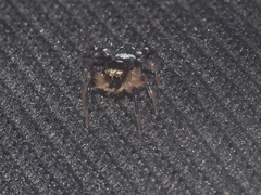 Thorelliola javaensis