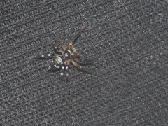 Thorelliola javaensis