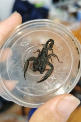 Scorpiops zhangshuyuani