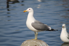 Larus californicus