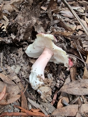Russula lenkunya