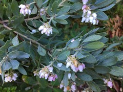 Arctostaphylos nortensis