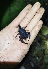 Scorpiops zhangshuyuani