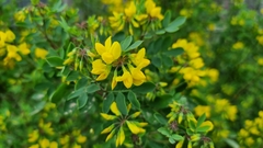 Hippocrepis emerus
