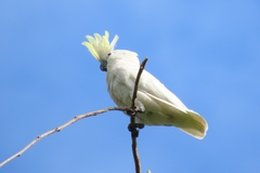 Cacatua goffiniana × Cacatua sulphurea