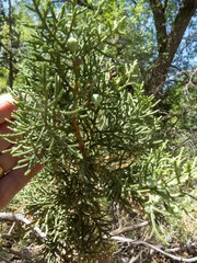 Juniperus arizonica