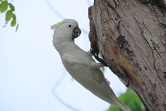 Cacatua goffiniana × Cacatua sulphurea