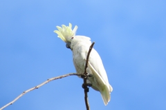 Cacatua goffiniana × Cacatua sulphurea