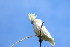 Cacatua goffiniana × Cacatua sulphurea