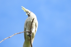 Cacatua goffiniana × Cacatua sulphurea