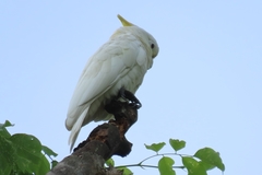 Cacatua goffiniana × Cacatua sulphurea