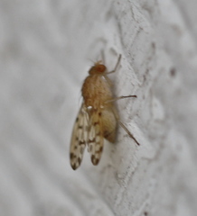 Eusapromyza multipunctata