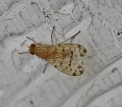 Eusapromyza multipunctata