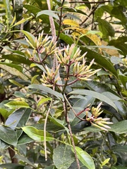 Anodendron benthamiana