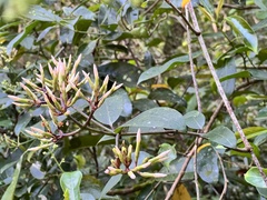 Anodendron benthamiana