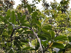 Anodendron benthamiana