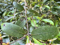 Anodendron benthamiana