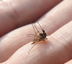 Aedes squamiger