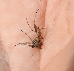 Aedes squamiger