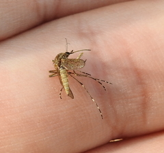 Aedes squamiger