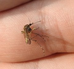 Aedes squamiger