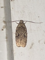 Agonopterix curvilineella