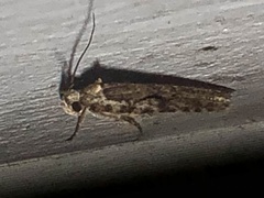 Agonopterix curvilineella