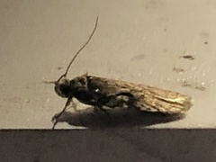 Agonopterix curvilineella