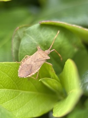 Gonocerus acuteangulatus