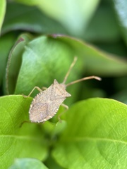 Gonocerus acuteangulatus